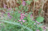 Fumaria officinalis