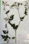 Chaerophyllum temulum