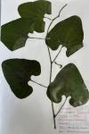 Aristolochia clematitis