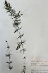 Ceratophyllum demersum