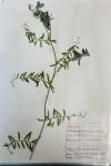 Vicia villosa