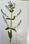 Veronica anagallis-aquatica