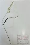 Arrhenatherum elatius