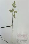 Dactylis glomerata