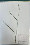 Elymus caninus