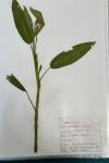 Persicaria amphibia