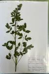Thalictrum flavum