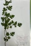 Crataegus monogyna
