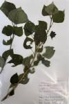 Populus nigra
