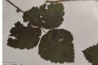 Rubus caesius