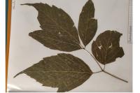 Acer negundo