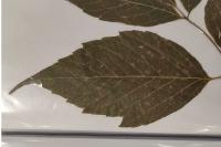 Acer negundo