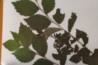 Ulmus minor