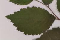 Ulmus minor