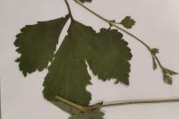 Geum urbanum