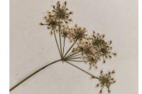 Chaerophyllum temulum