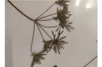 Chaerophyllum temulum