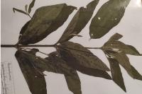 Lysimachia vulgaris