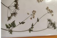 Chaerophyllum temulum