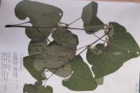Aristolochia clematitis