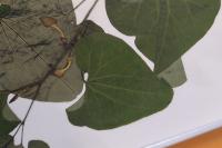 Aristolochia clematitis