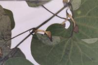 Aristolochia clematitis
