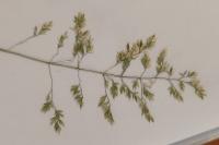 Poa pratensis
