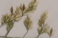 Poa pratensis