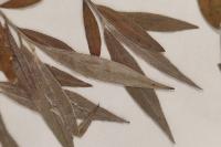 Salix alba