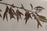 Salix alba