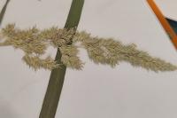 Calamagrostis epigejos
