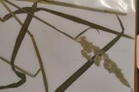 Calamagrostis epigejos
