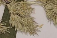 Calamagrostis epigejos