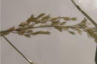 Arrhenatherum elatius