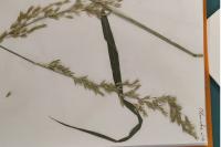 Arrhenatherum elatius
