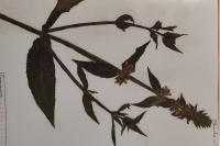 Stachys palustris
