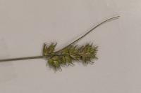 Stachys sylvatica