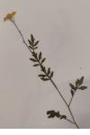 Rorippa sylvestris