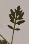 Rorippa sylvestris