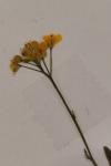 Rorippa sylvestris
