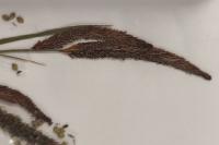 Carex acuta