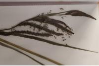 Carex acuta