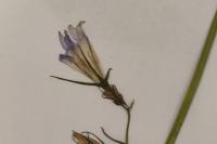 Campanula rapunculus