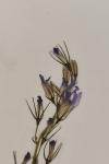 Campanula rapunculus