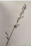 Campanula rapunculus
