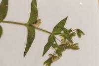Stellaria aquatica