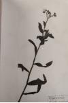 Myosotis scorpioides