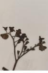Myosotis scorpioides