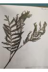 Tanacetum vulgare
