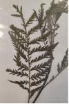 Tanacetum vulgare